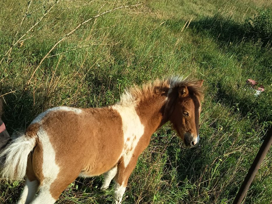 Sprzedam kucyka  !!!