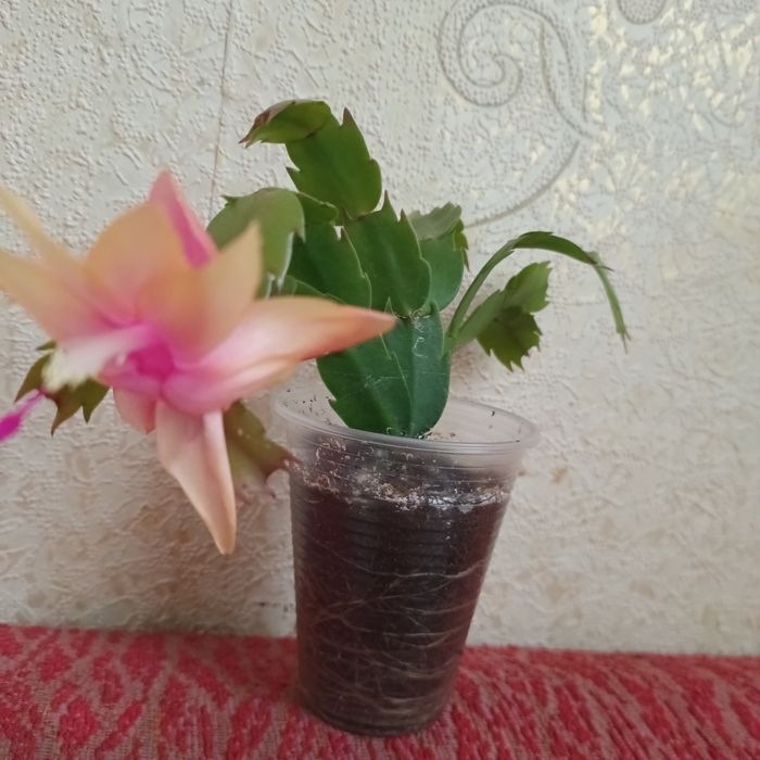 Квіти кімнатні.Різдвяник.