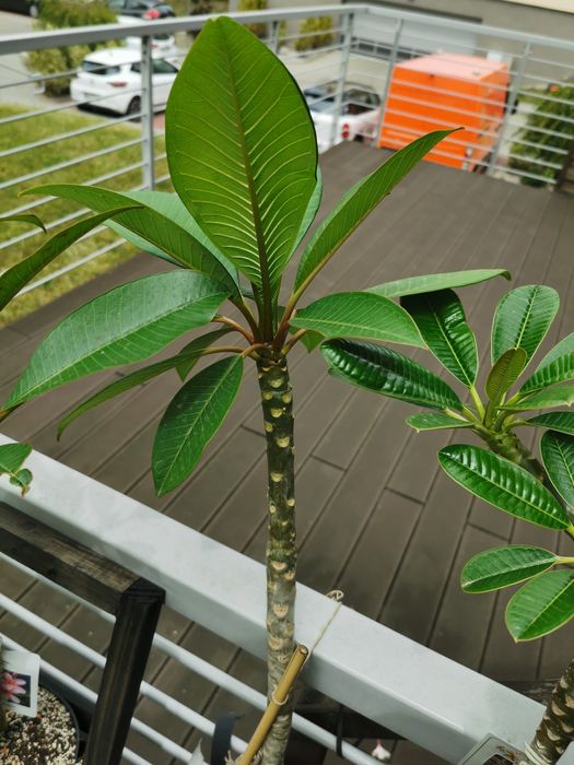 Plumeria "Nui Delight" rzadka odmiana kolekcjonerska