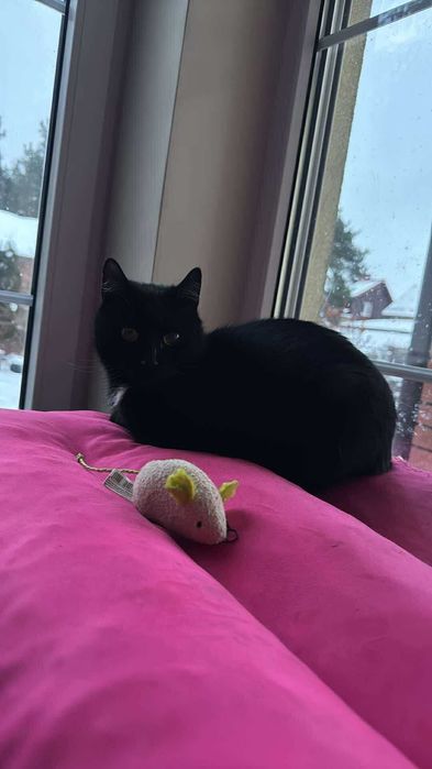 Młoda, zdrowa kotka szuka kochającego domu