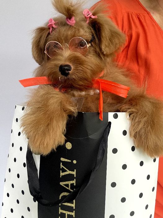 Всього 3 Чарівні Помапу