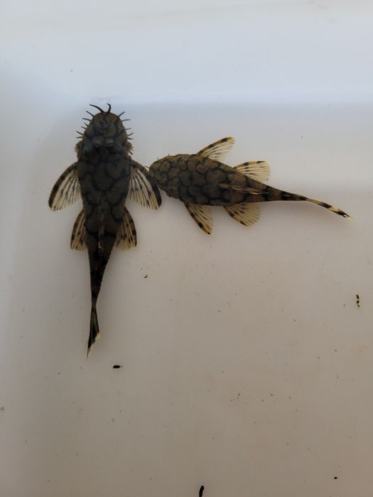 L519 Ancistrus Tarlaki dorosła para 2szt