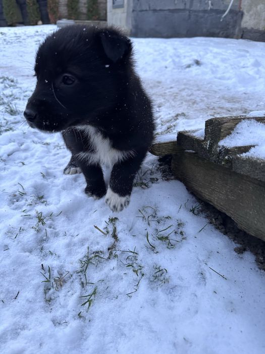 Щенки Східноєвропейської  вівчарки ВЕО