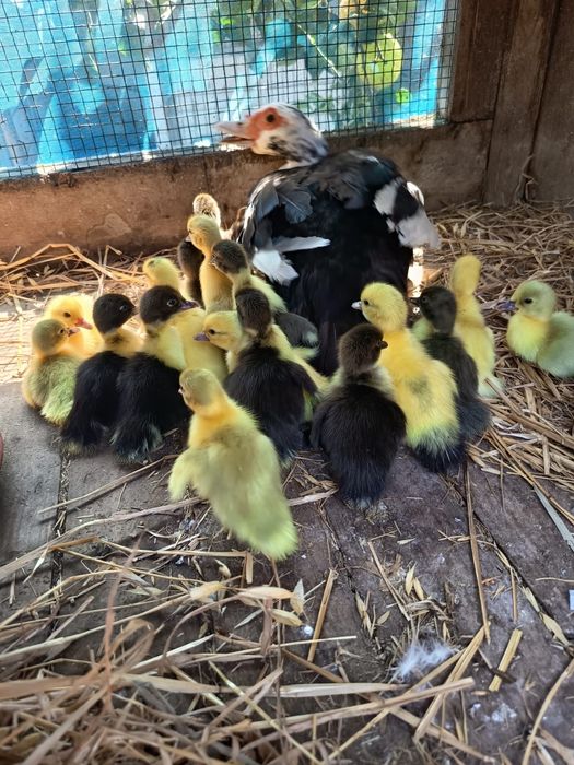 Patos mudos raça grande