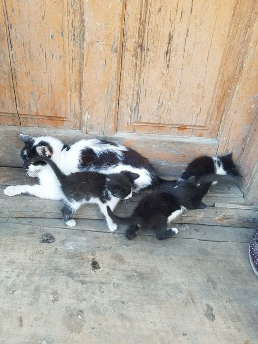 кошенята, віддам за шоколадку