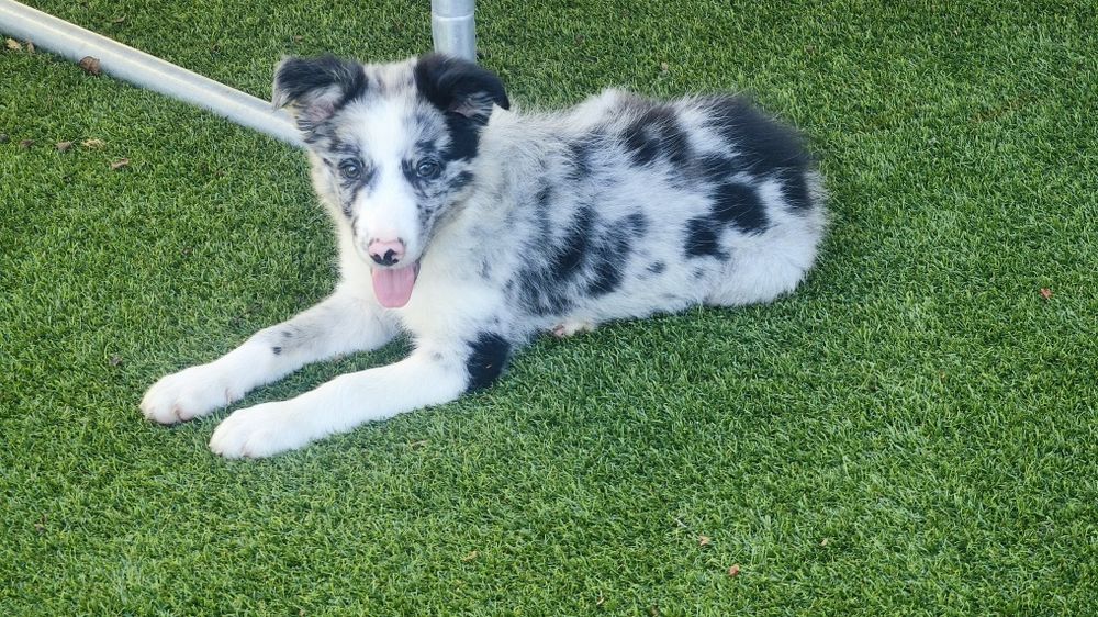 Lindíssimo Border collie macho Belue Merle  disponível
