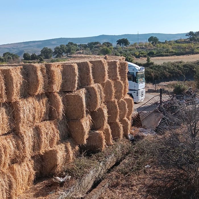 Palha  de trigo e cevada
