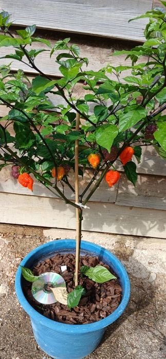 Sementes Pimentas Nucleares,OFERTA Portes Envio