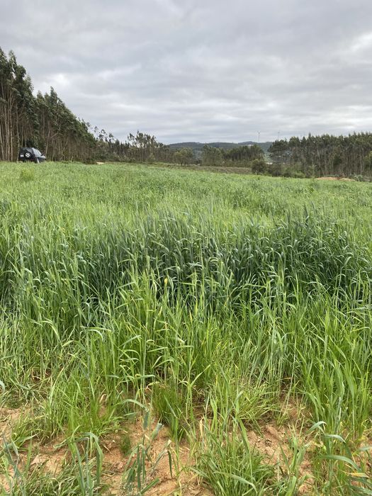 Fardos Feno Triticale Pequenos