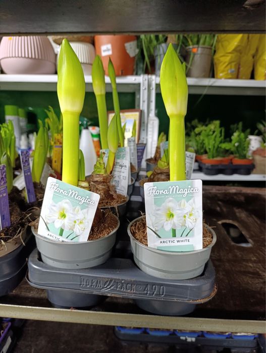 Антуріум.Гіпеаструм.