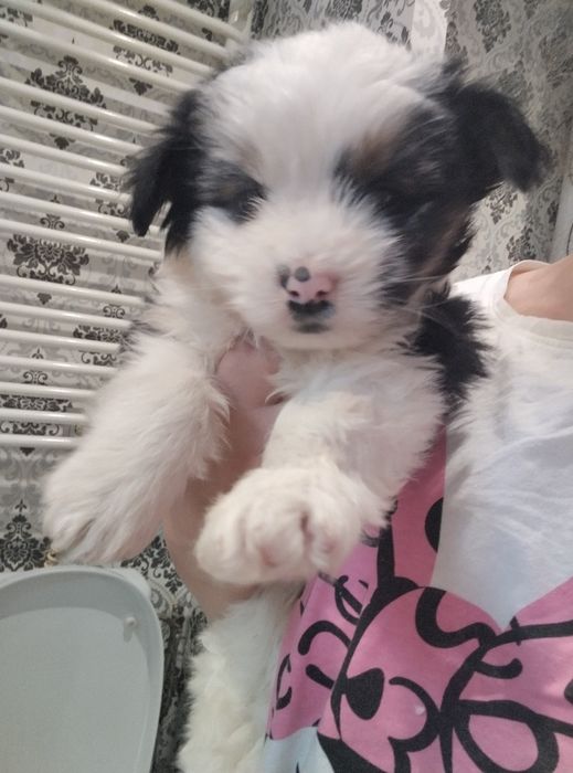 Maluszek po pomeranian