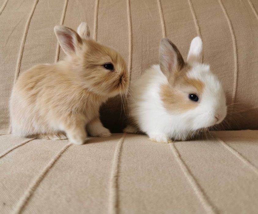 Coelhos anões angorá e holandês mini desparasitados, KIT completo