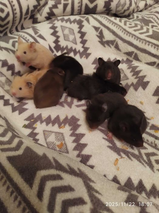 Хомяки , джунгарские хомяки