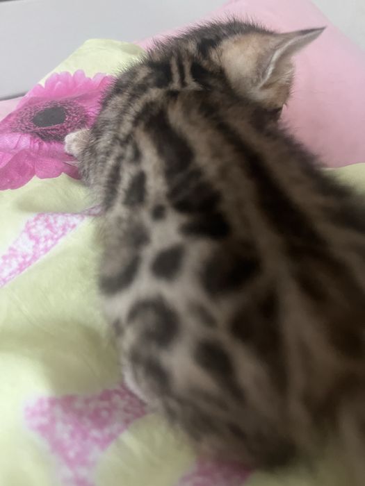 Бронювання бенгальських кошенят