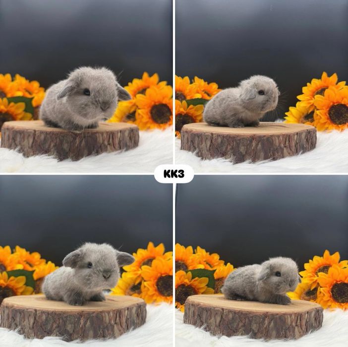 Królik mini lopp