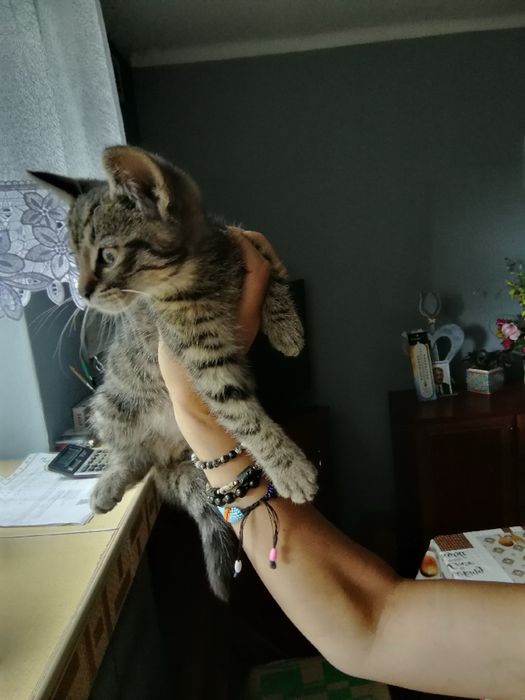 Odam male kotki w dobre rence  za darmo .