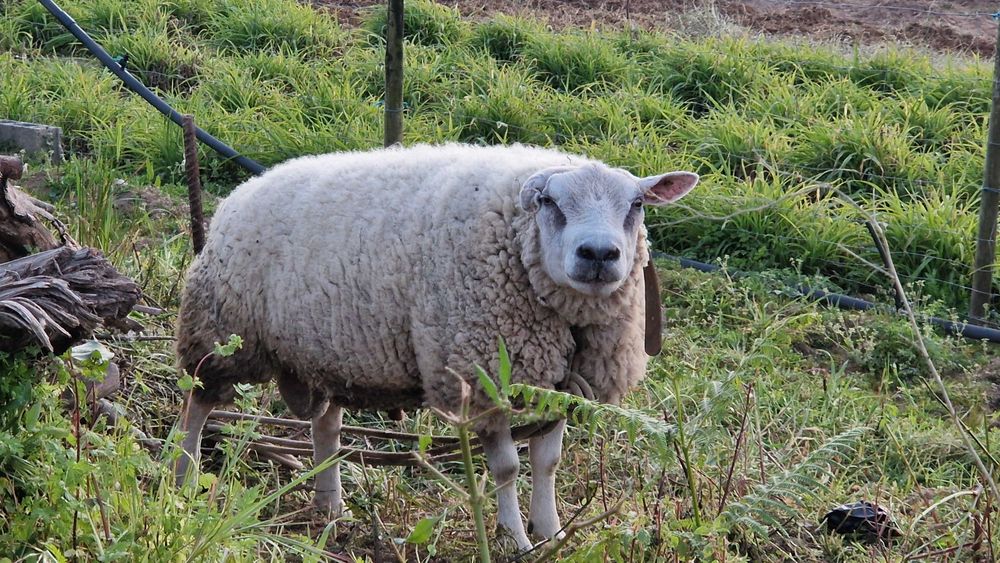Borregos Texel Cruzados – Prontos para Criar ou Carne de Excelência