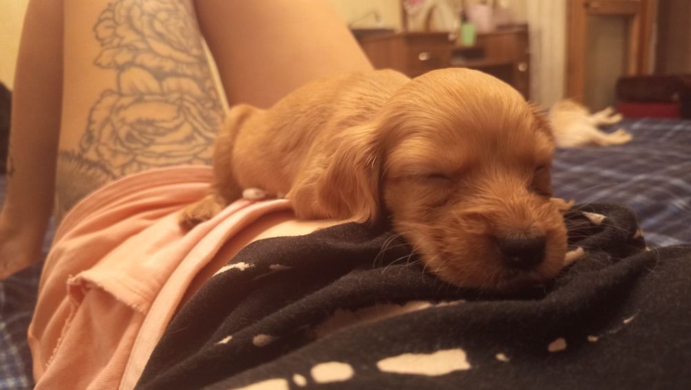 Англійський спаніель