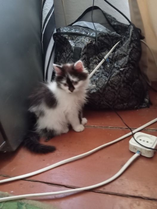 Відам кошеня у добрі руки