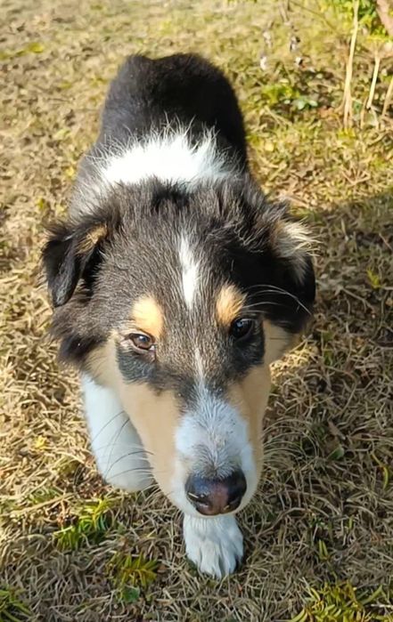Owczarek szkocki collie