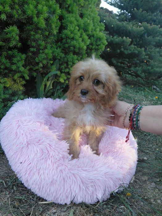 Sunia cavapoo  11tyg