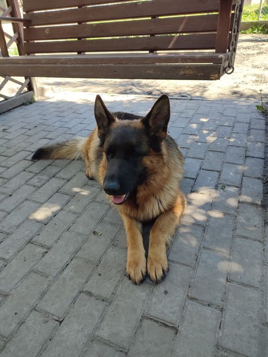 Продається кобель німецької вівчарки