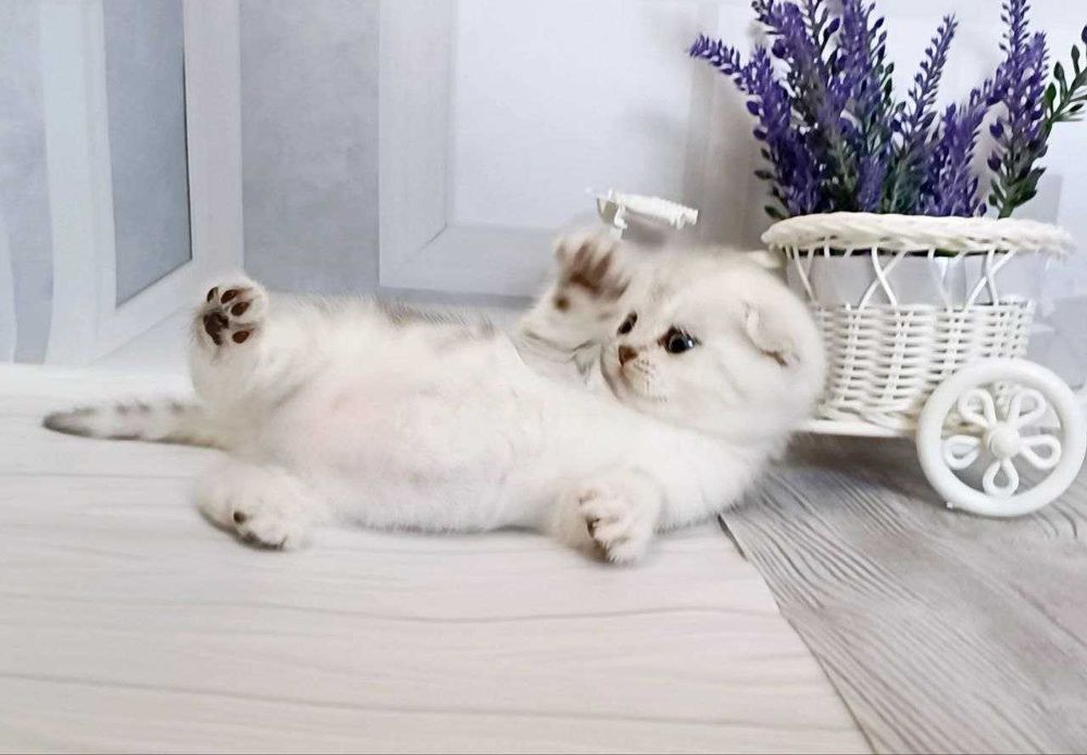 Срібні шиншилки - гарні чистокровні кошенятка .