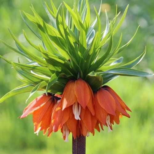 Продам квіти Царську корону