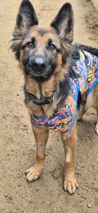 Suczka Około 3 lata