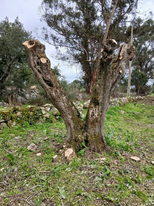 Oliveiras centenárias