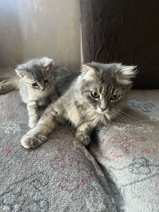 Кошенятка від гарних котиків