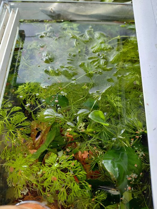 Limnophila Sessiflora