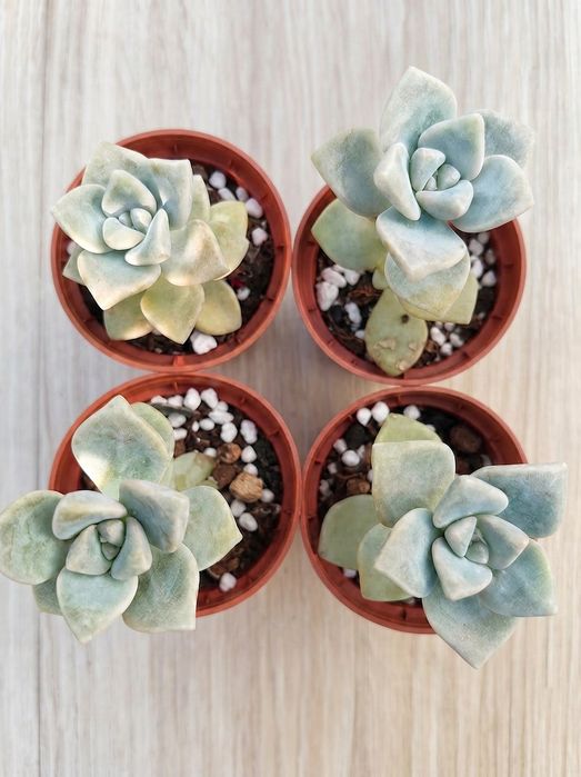 Graptoveria Titubans – Suculenta Saudável e Bem Enraizada