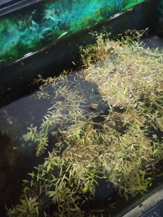 Aquário 60lts con plantas e peixes