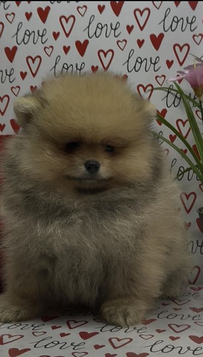 Это именно ваш малыш,померанец