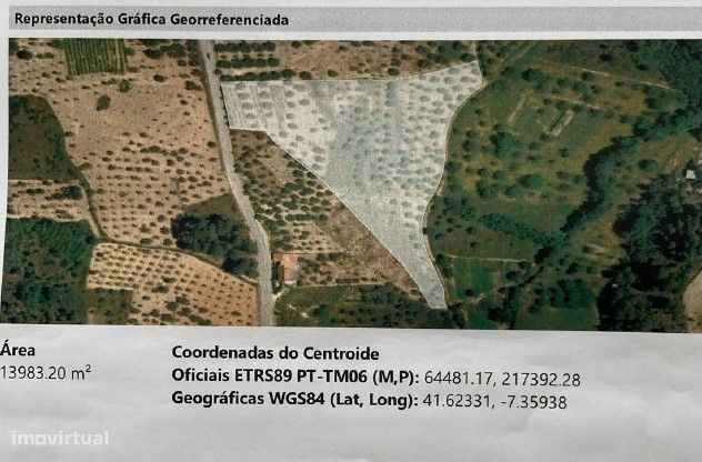 Olival com água e ruína.