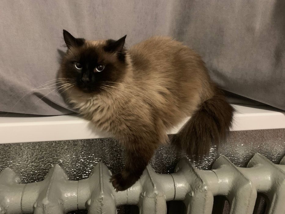 Шукаю кавалера для киці