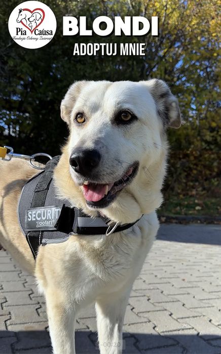 Kochana sunia Blondii szuka domku