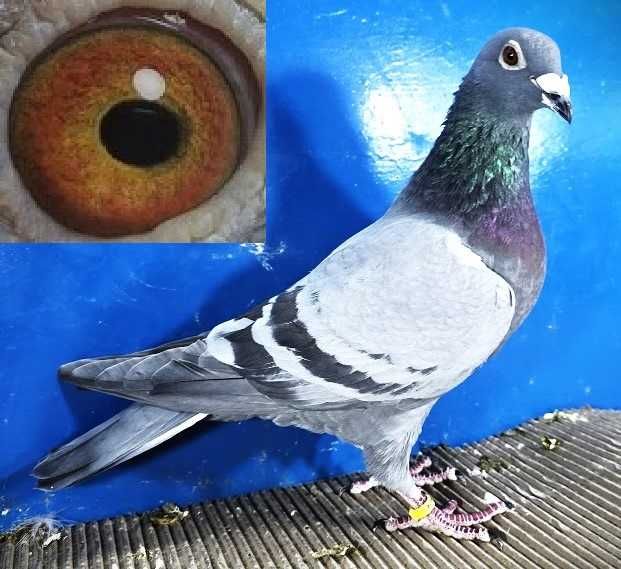 Gołąbek Rozpłodowy Samiczka