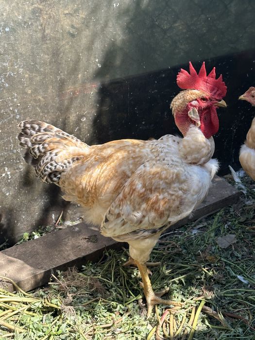 Frangos Caseiros