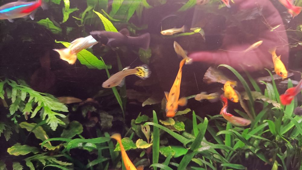 Vendo guppys (ver fotos)