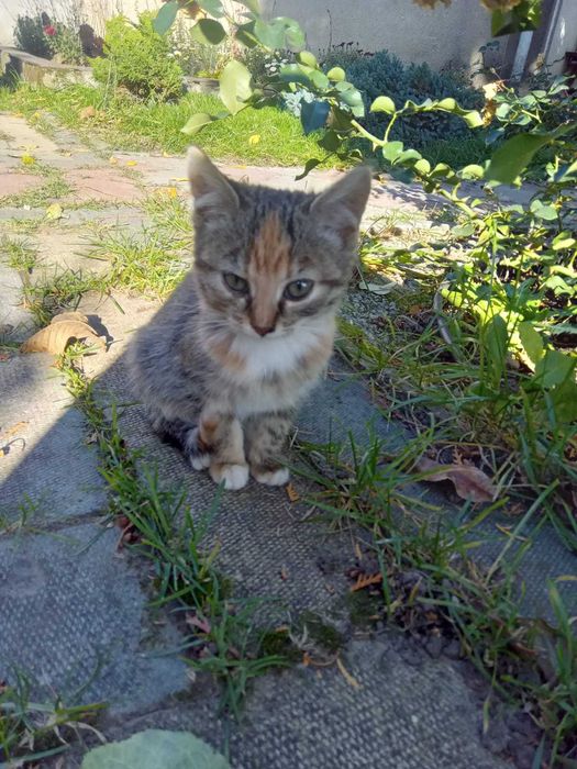 Віддам кошенят в добрі руки