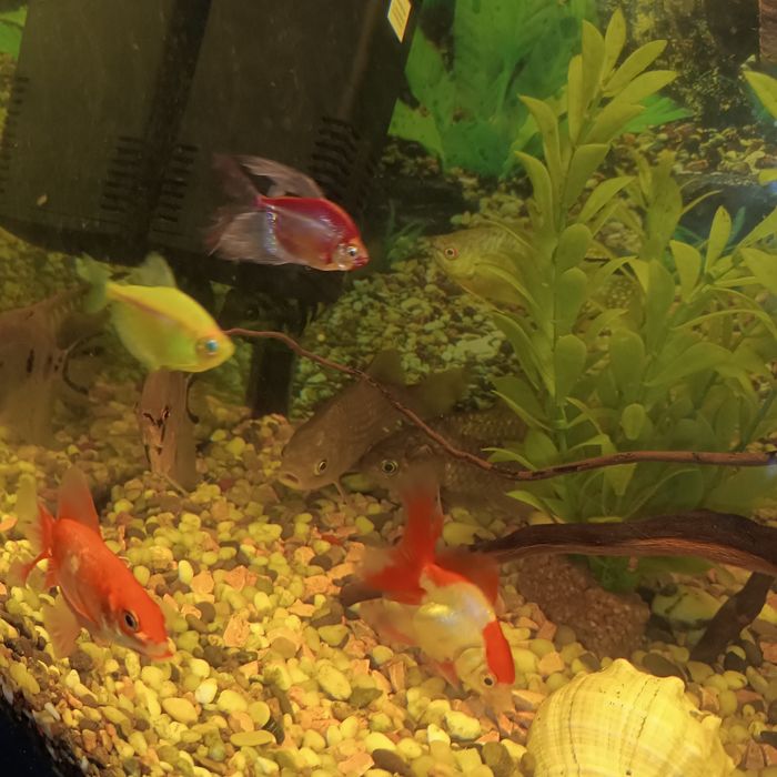 Аквариум 120 л совсем необходимым