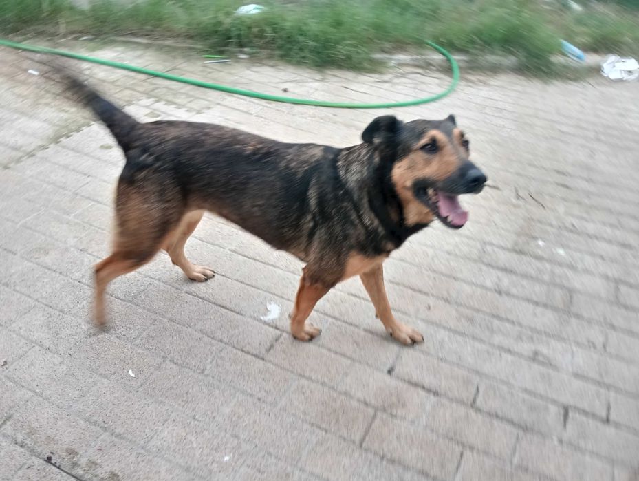 Zara para adoção responsável