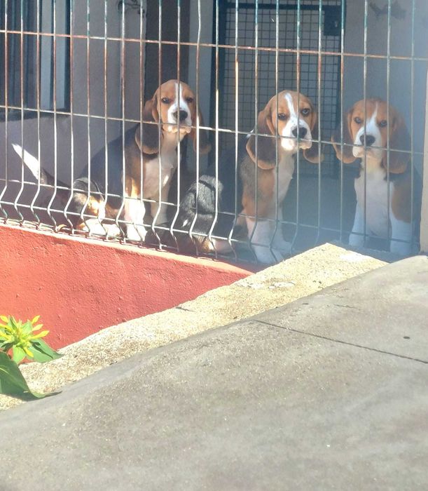 Beagle macho para venda
