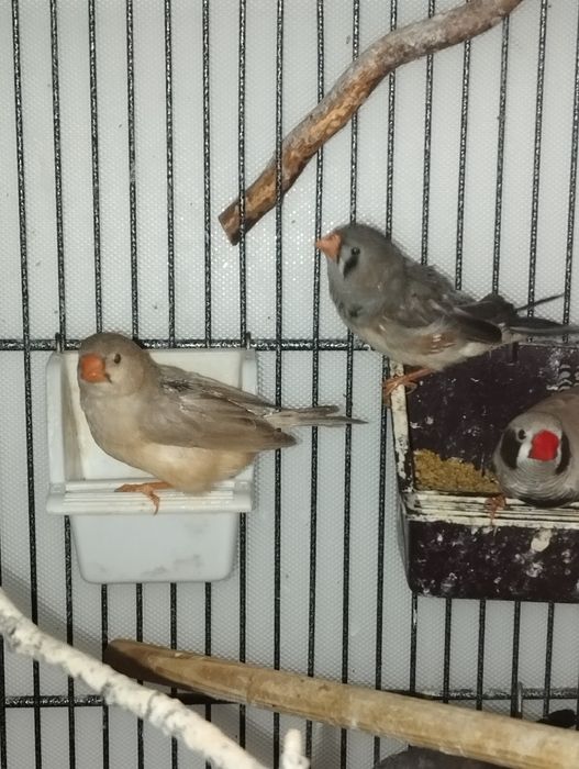 Zeberki- kolorowe samce