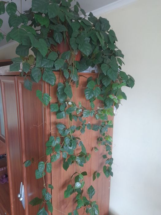 Продам вазон Циссус