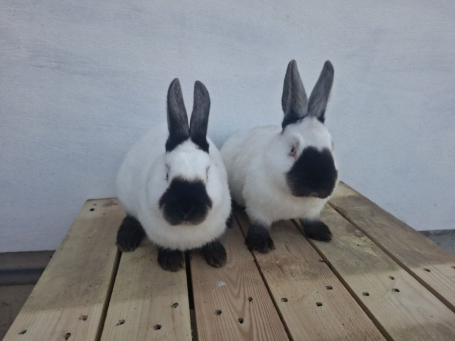 Кролики Каліфорнія