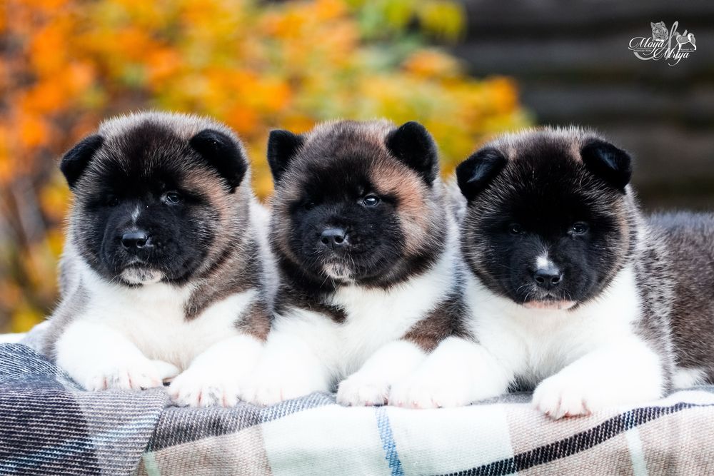 Американська акіта / американская акита / american akita