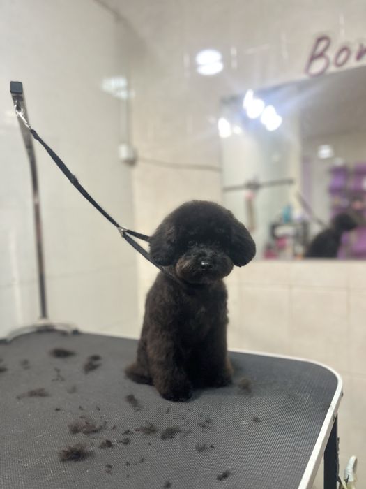 Груминг для животных